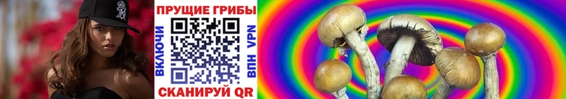 продажа наркотиков  дарк нет формула  Галлюциногенные грибы Cubensis  Заволжск 